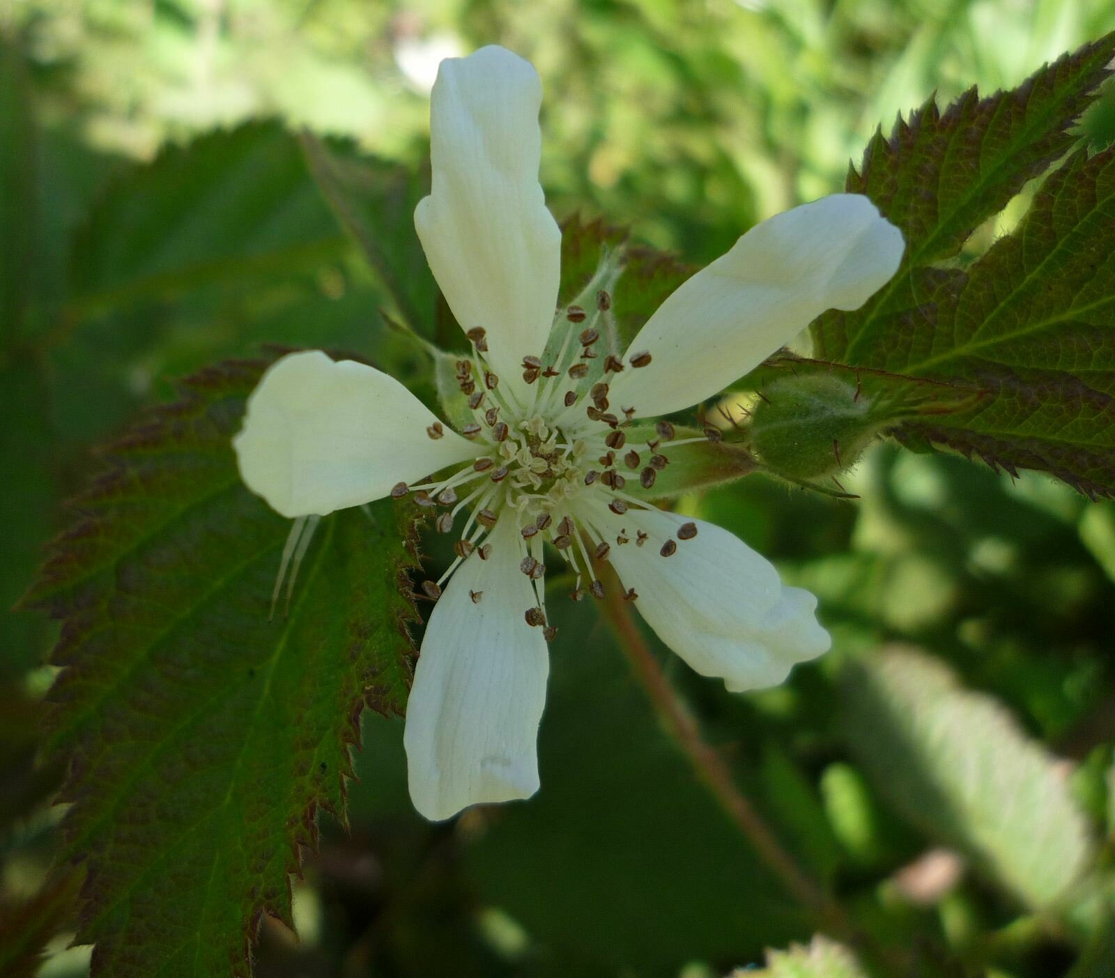 High Resolution Rubus ursinus Flower